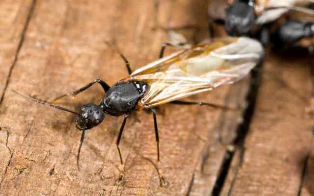 Curiosidades Sobre Las Hormigas Voladoras