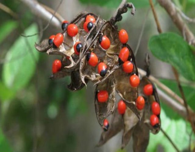 Las Plantas M S Venenosas Del Mundo Como La Cicuta