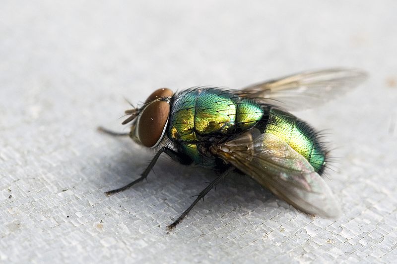 ¿Cuánto vive una mosca?