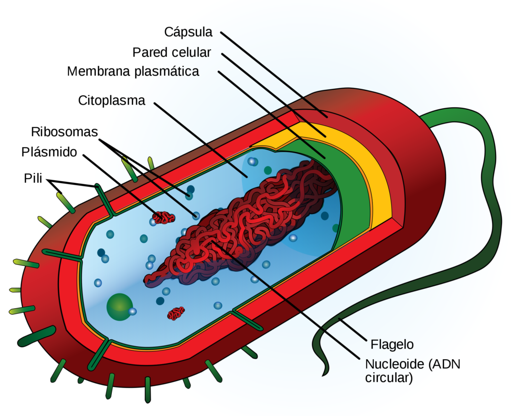 Estructuras celulares: Eucariotas y Procariotas