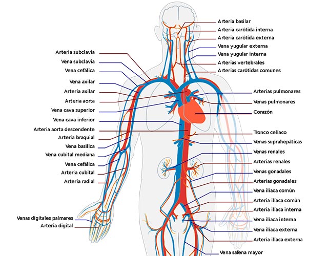 Sistemas y aparatos del cuerpo humano