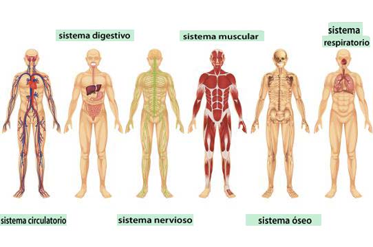 ¿Conoces los sistemas y aparatos del cuerpo humano?