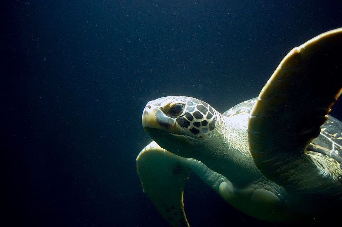 ¿Cuántos años viven las tortugas?