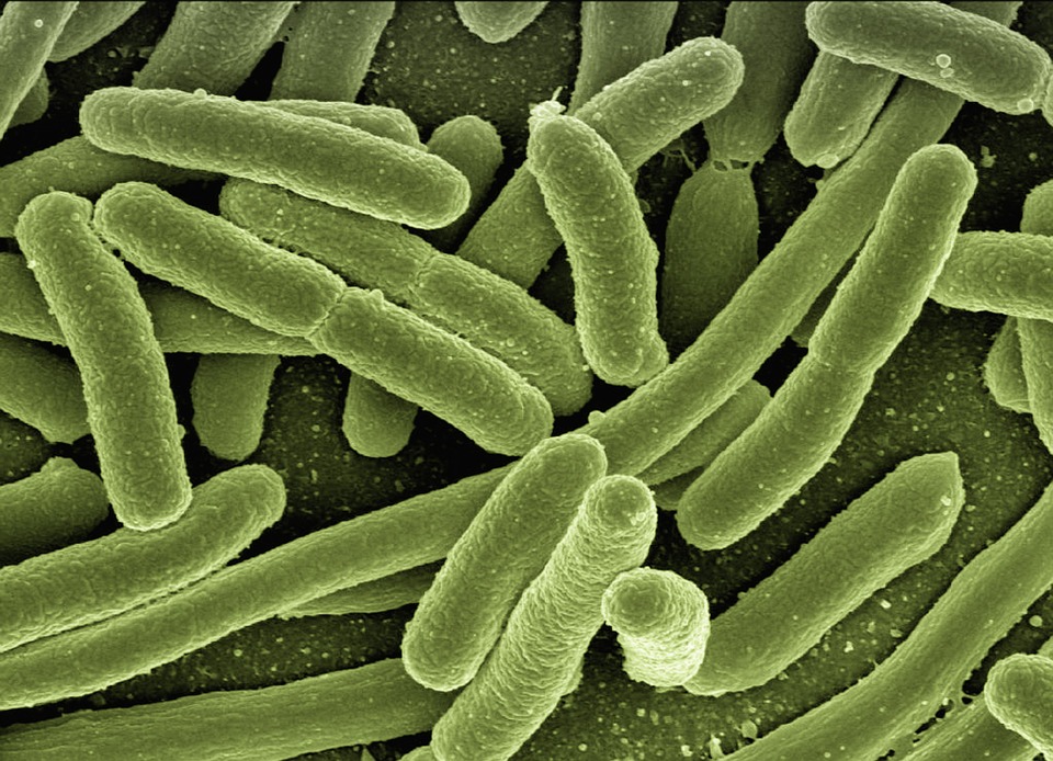Que son las bacterias gram positivas