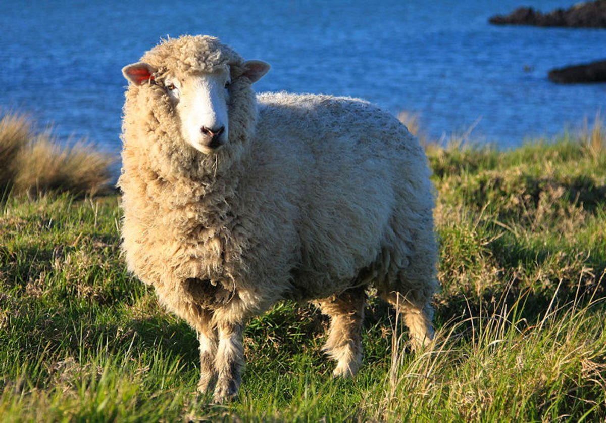 La Oveja Dolly, El Primer Mamífero Clonado De La Historia