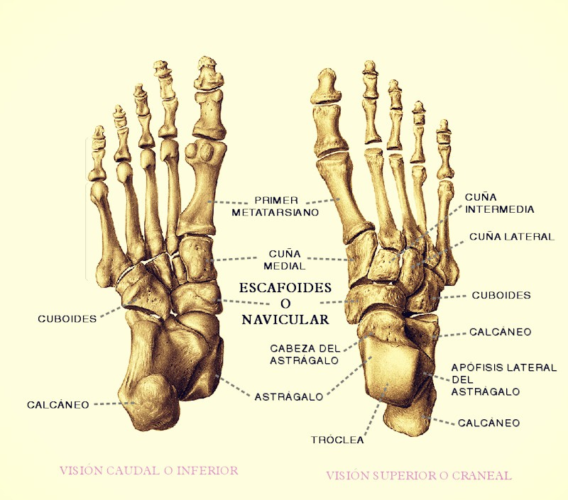Los huesos del pie