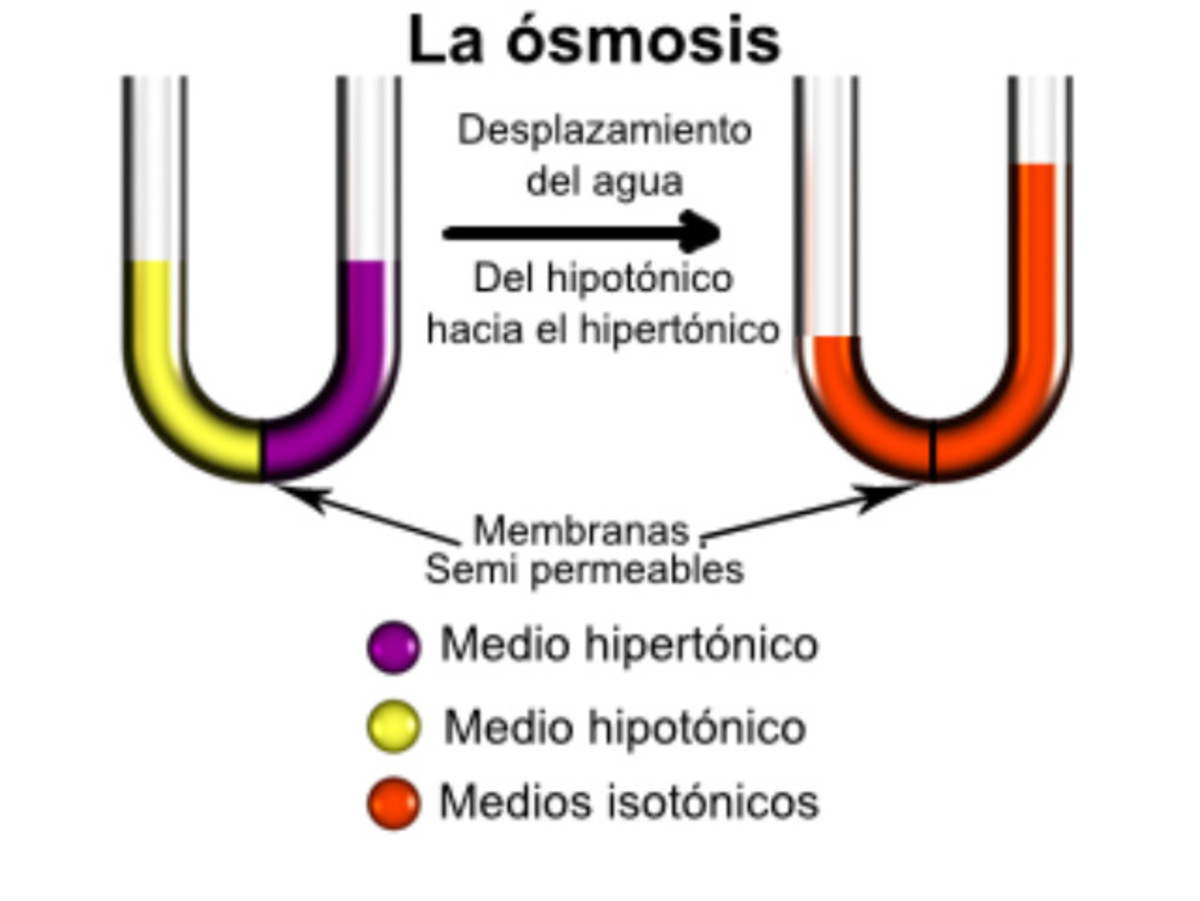 ¿Qué Es La Osmosis?