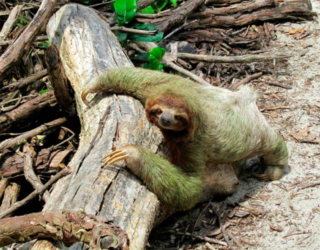 animales que viven en el Amazonas