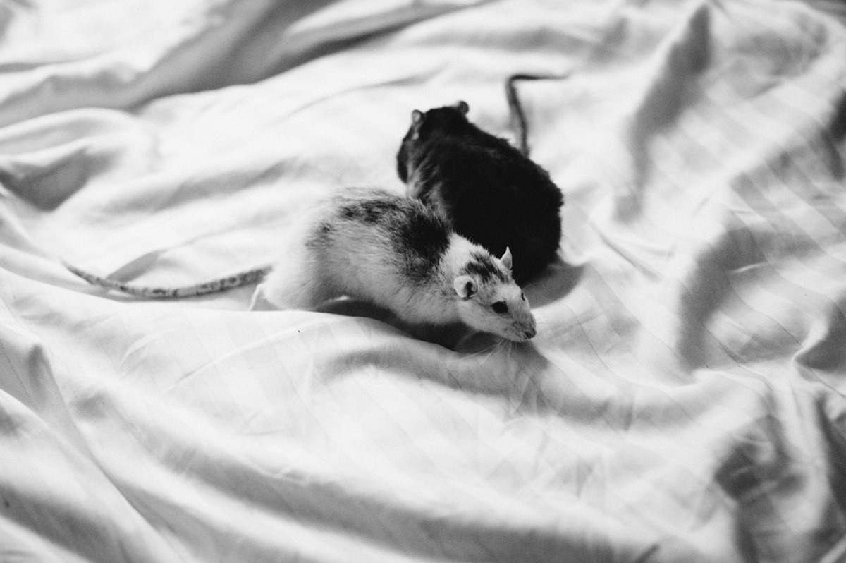 Мышь мужского рода. Кровати звери. Мышь фото животного. Картинка двух крысок. Картинки домашних крыс с мишкой.