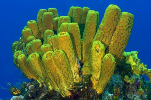 Curiosidades sobre las esponjas marinas