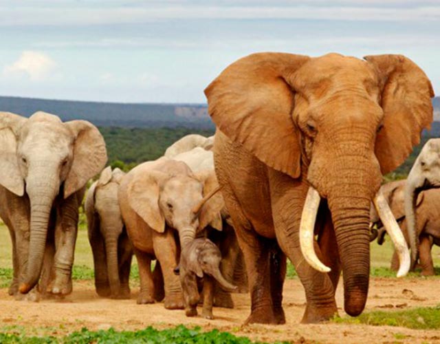 Los 8 animales más grandes del mundo