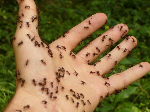 Hormigas en una mano