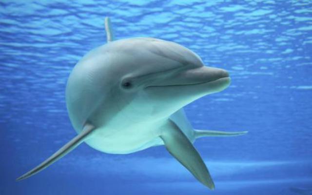 Curiosidades sobre los delfines