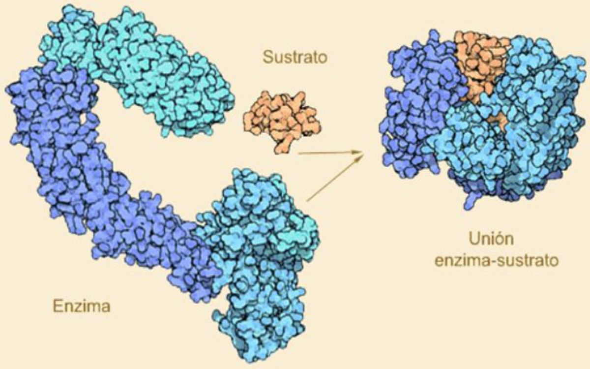 Cómo Funcionan Las Enzimas