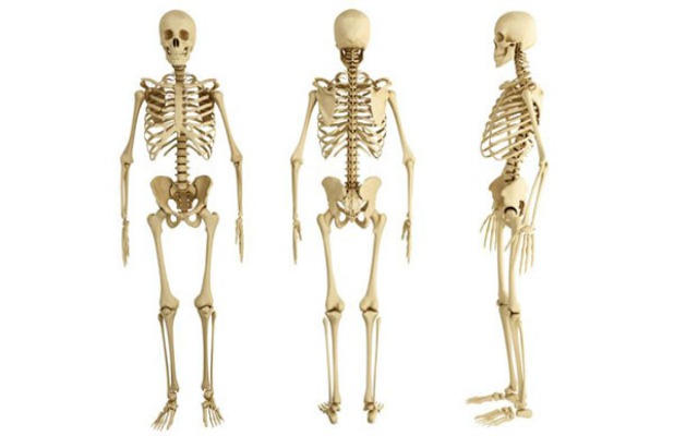 El cuerpo humano en cifras