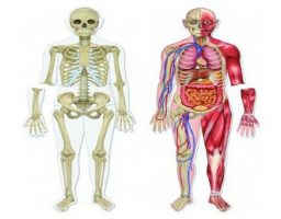 El cuerpo humano en cifras