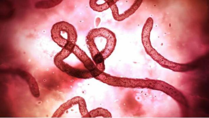 El origen del ébola