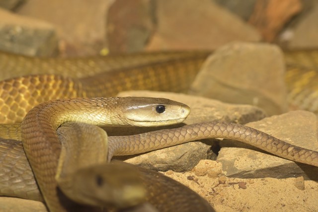 serpiente más venenosa del mundo