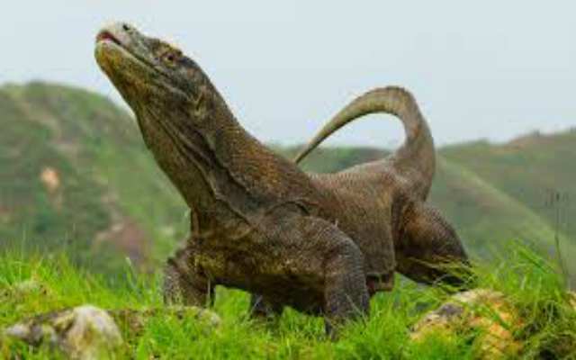 8 curiosidades sobre el dragón de Komodo
