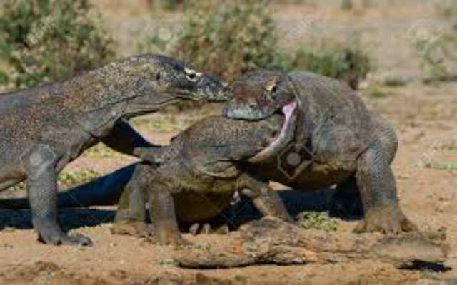 8 curiosidades sobre el dragón de Komodo