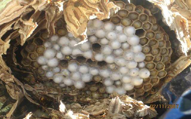 Cómo hacen el nido las avispas