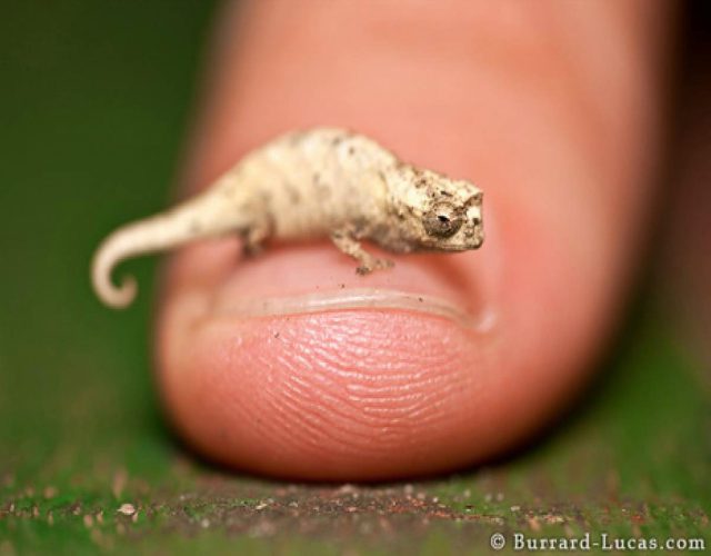 El camaleón más pequeño del mundo
