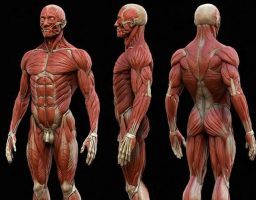 partes del cuerpo humano que no conocías