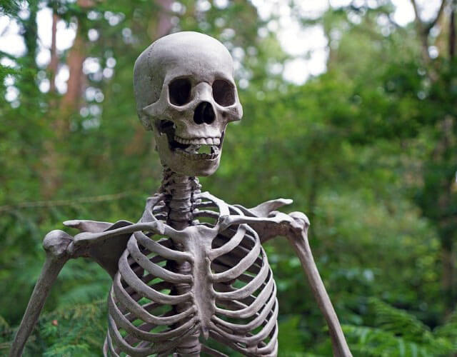 cuántos huesos tiene el cuerpo humano