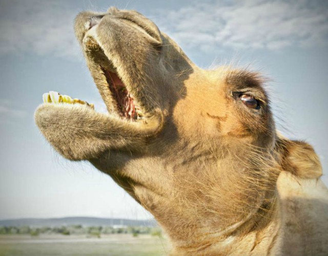 diferencias entre camellos y dromedarios