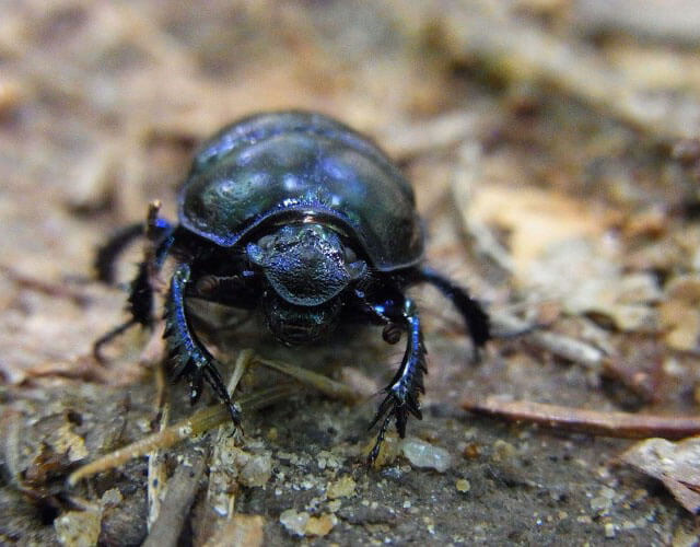 escarabajo pelotero