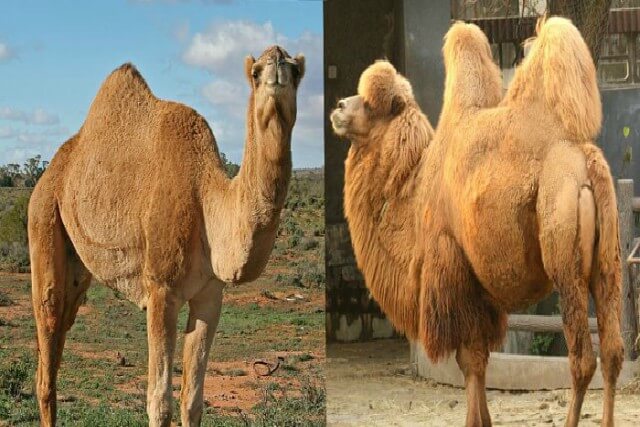 diferencias entre camellos y dromedarios