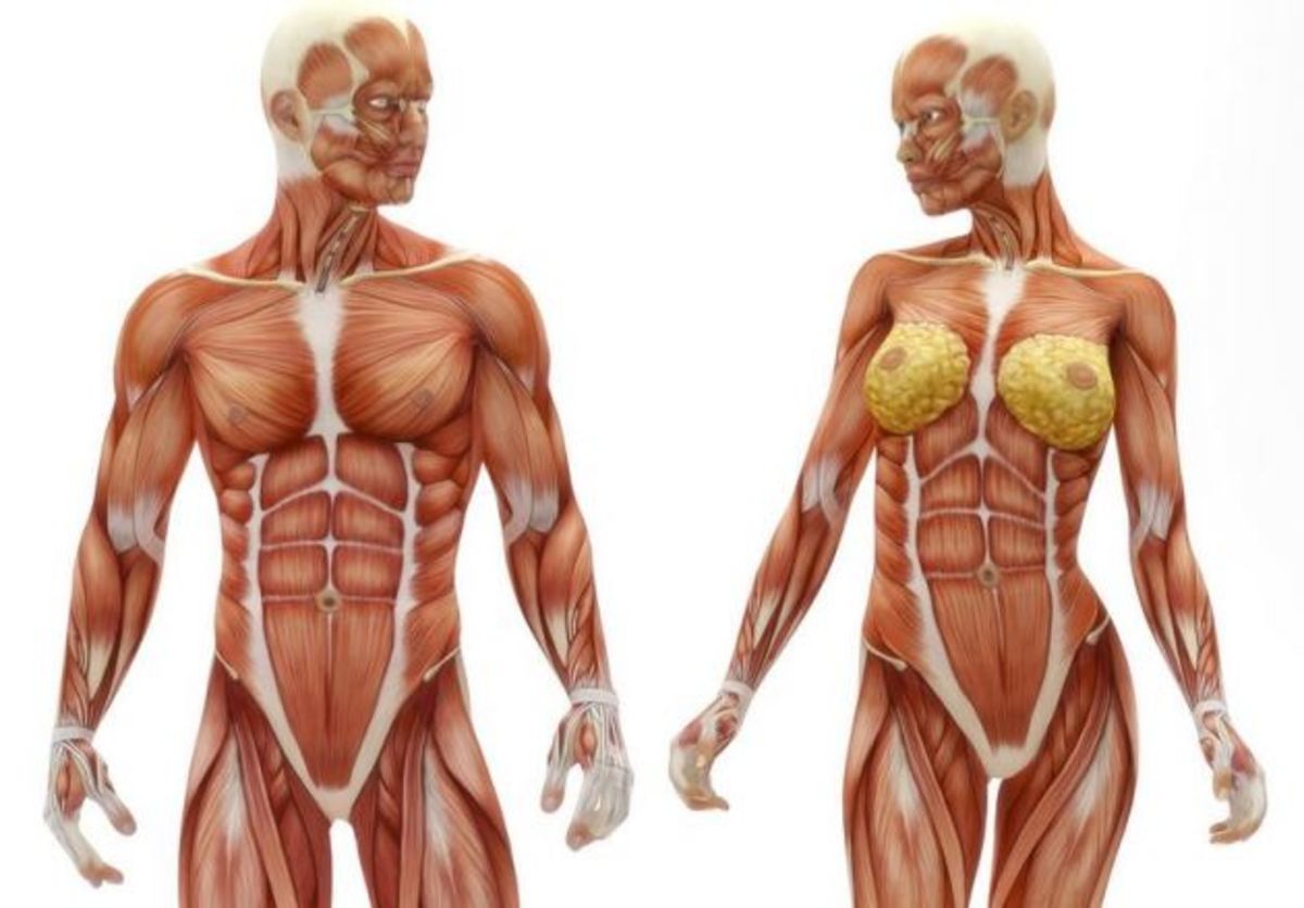 какие мышцы есть в груди для женщин фото 23