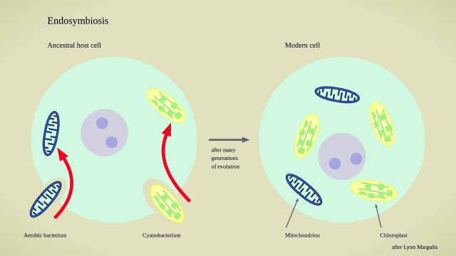 teoría de la endosimbiosis