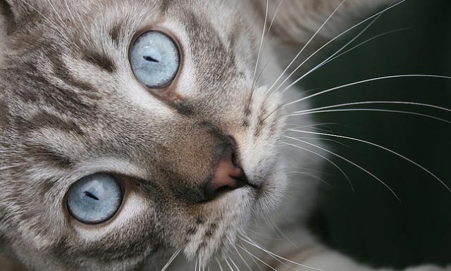 ¿Cómo funcionan los ojos de gato?