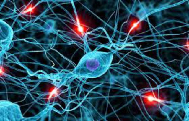 ¿Qué es la sinapsis?