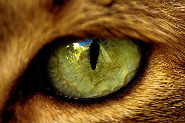 ¿Cómo funcionan los ojos de gato?
