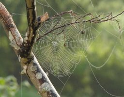 tela de araña