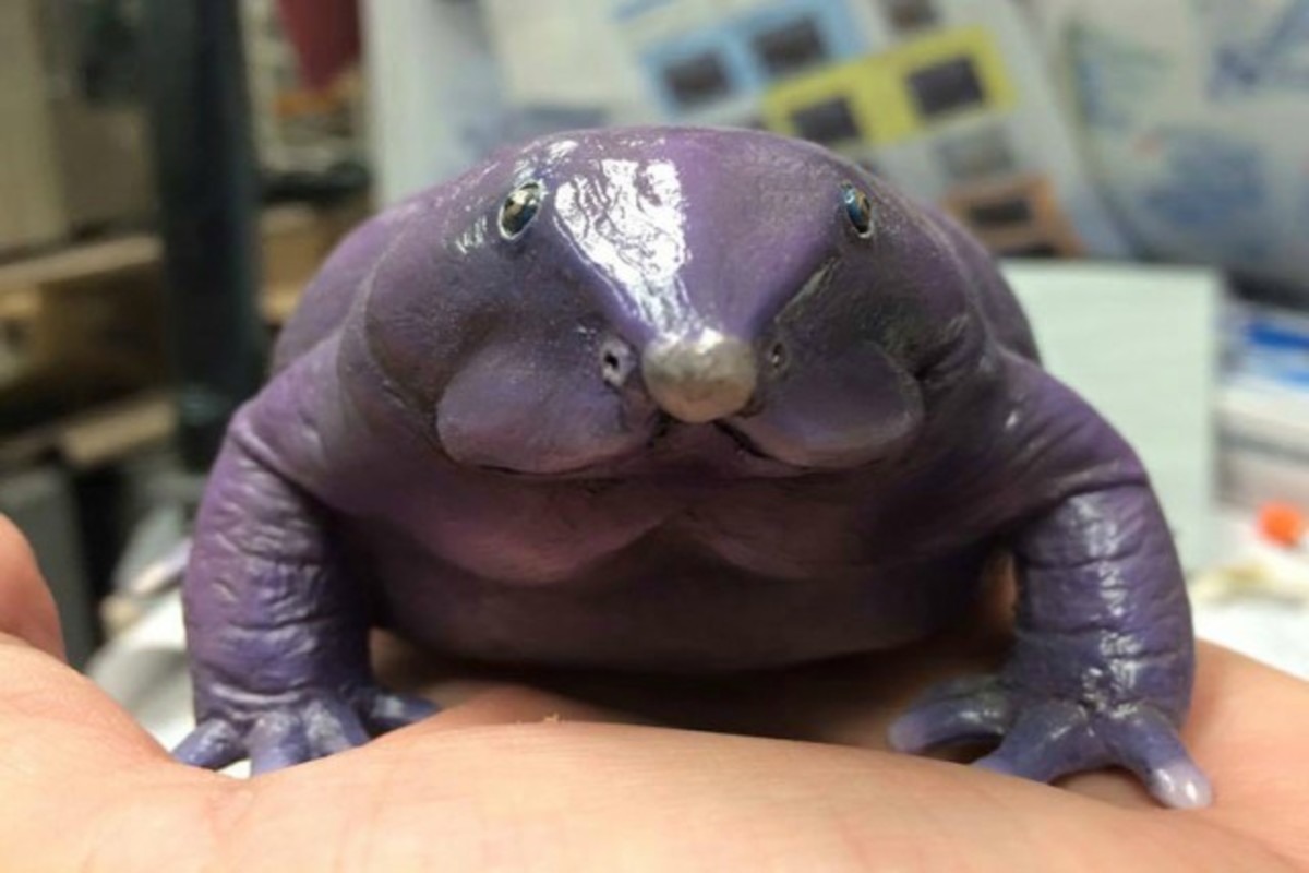 Фиолетовая лягушка. Пурпурная свиноносая лягушка. Насикабатрачус сахядренсис лягушка. Индийская пурпурная лягушка.