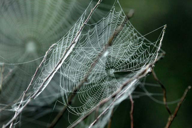 tela de araña