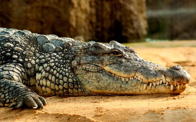 10 datos de los reptiles que debes saber
