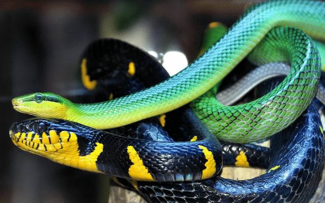 10 datos de los reptiles que debes saber