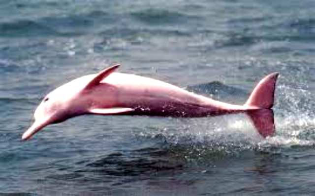 Curiosidades sobre el delfín rosa