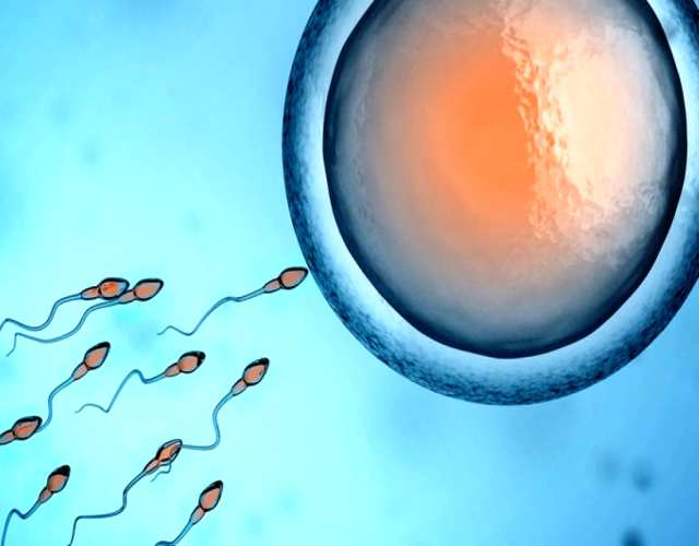 Cómo atrae el óvulo al espermatozoide