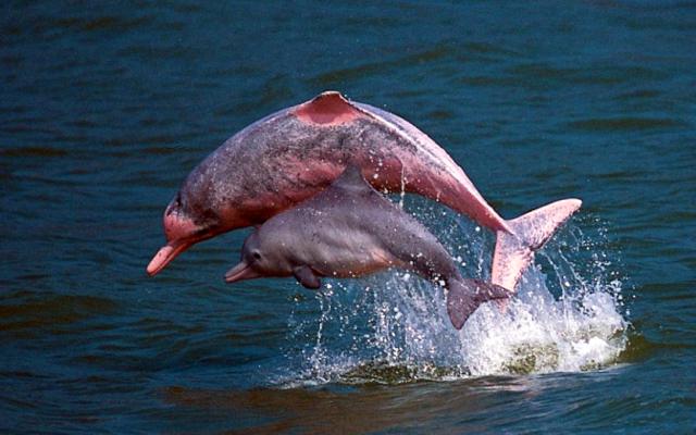 Descubre el delfín rosado de la amazona