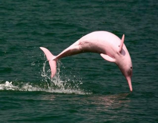 Descubre el delfín rosado de la amazona