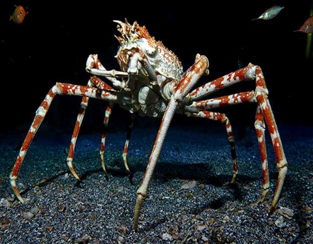 El cangrejo gigante japonés o cangrejo araña