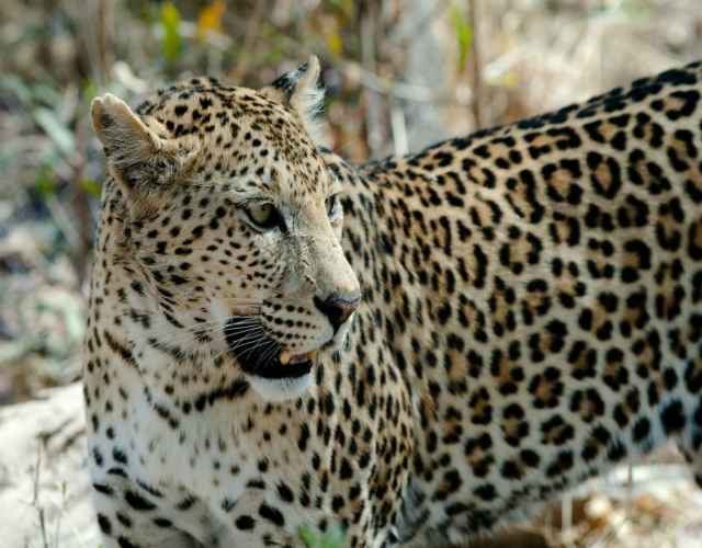 El leopardo, depredador feroz