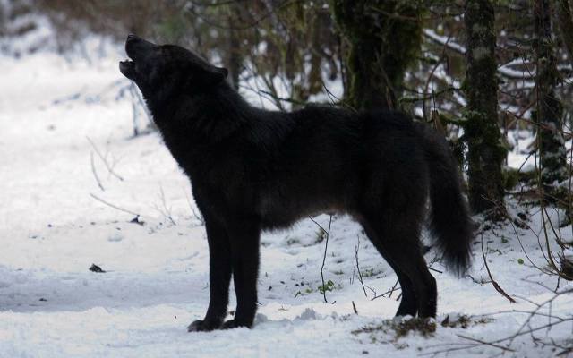 El lobo negro de Norteamérica