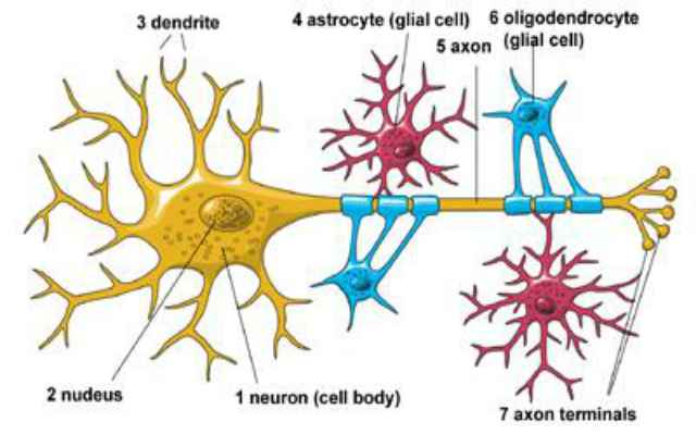 Las células de la glia de nuestro cuerpo
