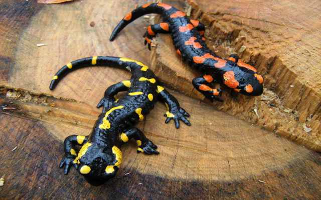 Las salamandras y sus habilidades